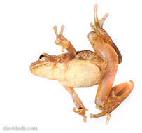 Image of Spring Peeper