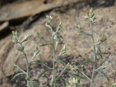 Слика од Pseudognaphalium