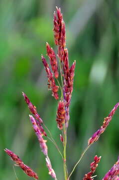 Image of Johnson grass