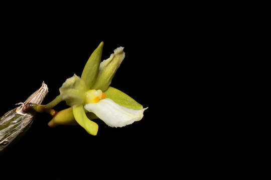 Imagem de Dendrobium derryi Ridl.