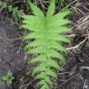 Image of stately maiden fern