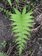 Image of stately maiden fern