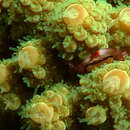 Image of Tetralia rubridactyla Garth 1971