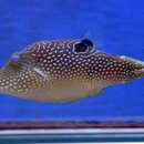 Image of Pufferfish