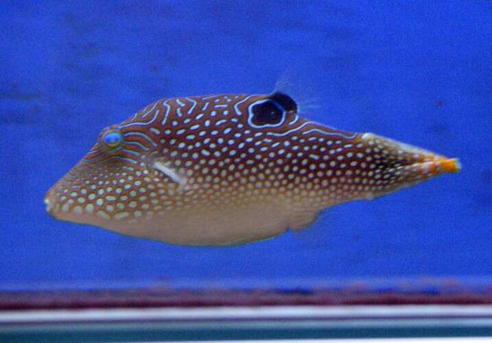 Image of Pufferfish