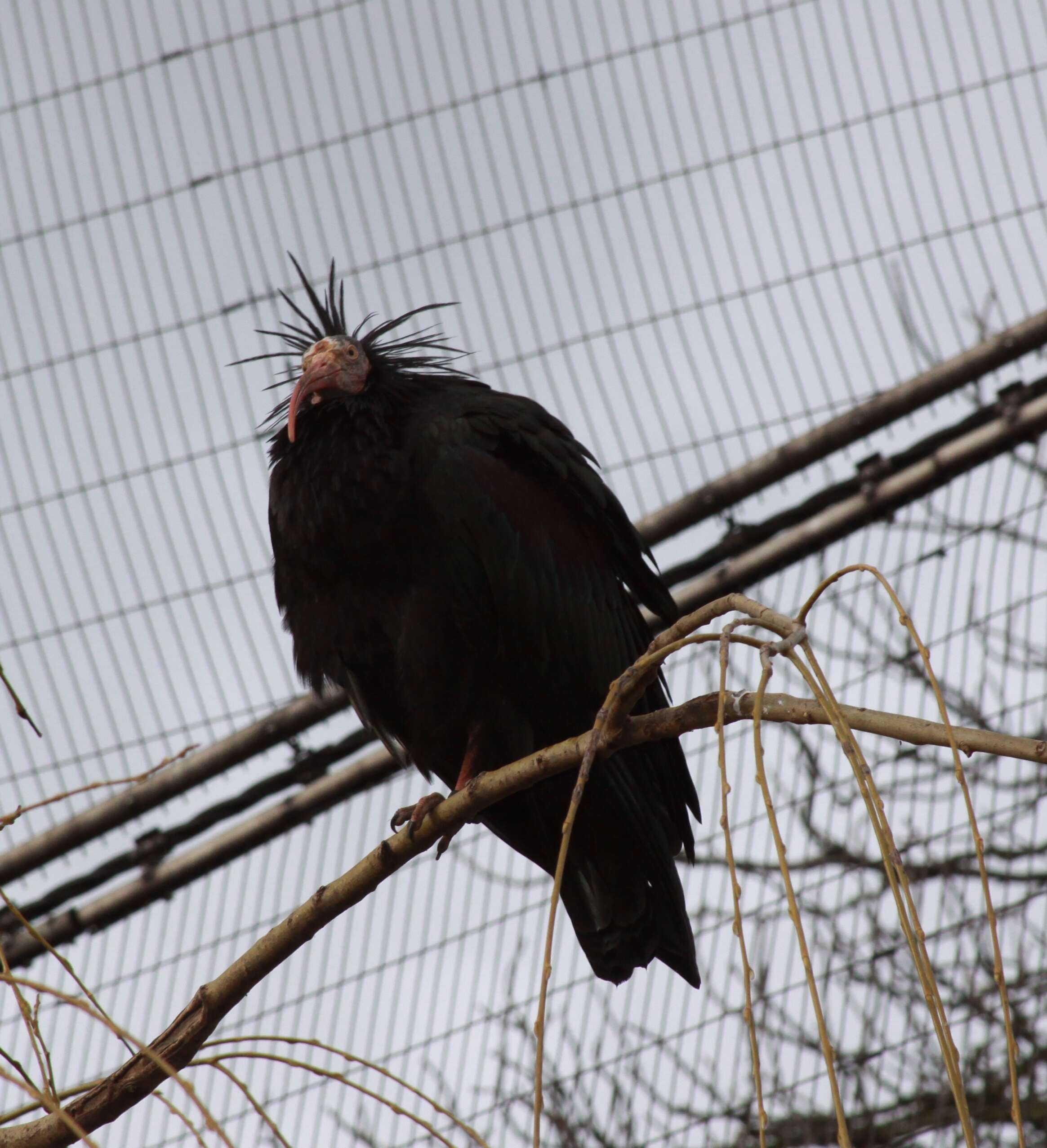 Image of Bald Ibis