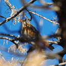 Image of Rufous-backed Thrush