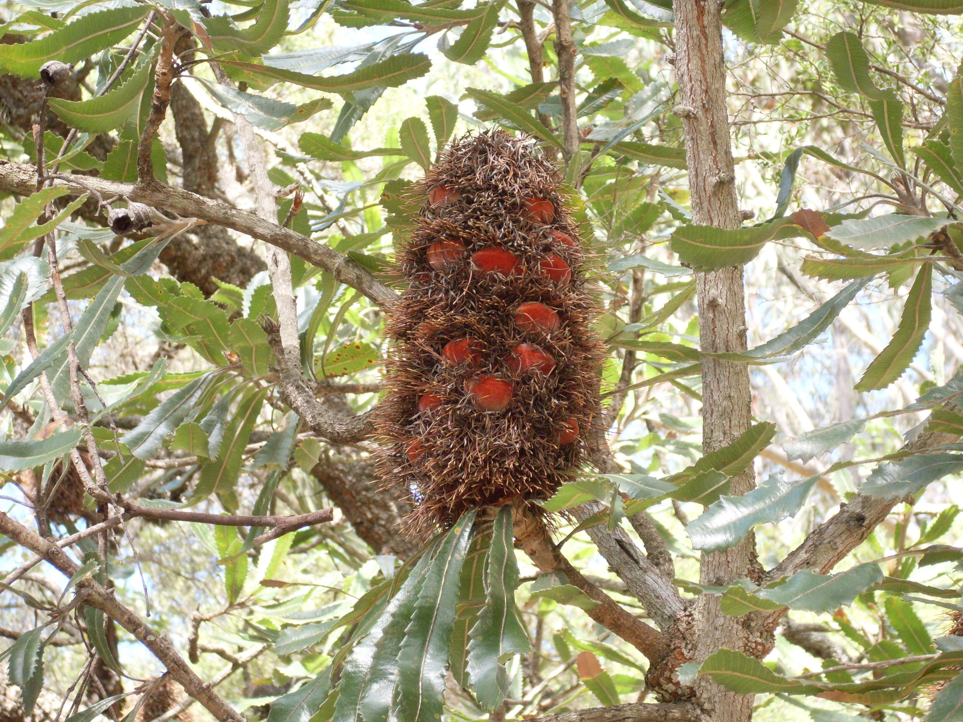 Image of banksia