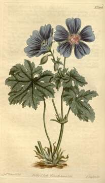 Image of Iberian geranium