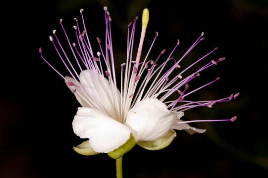 Image of Caper Shrubs