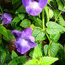 Image de Torenia fournieri Linden ex E. Fourn.