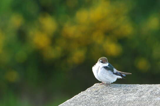 Image of Violet-green Swallow