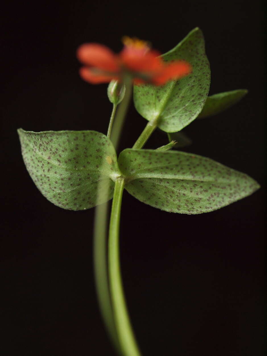 Image of Scarlet Yellow-Loosestrife