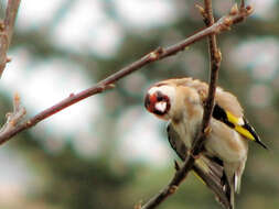 Imagem de Carduelis carduelis niediecki Reichenow 1907