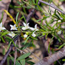 Image of Boronia inflexa Duretto