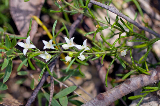 Image de Boronia inflexa Duretto