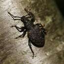 Image of Black Vine Weevil