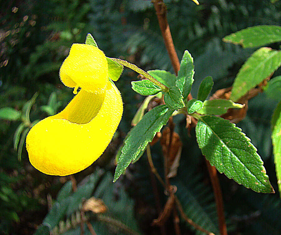 Image of Calceolaria irazuensis J. D. Smith