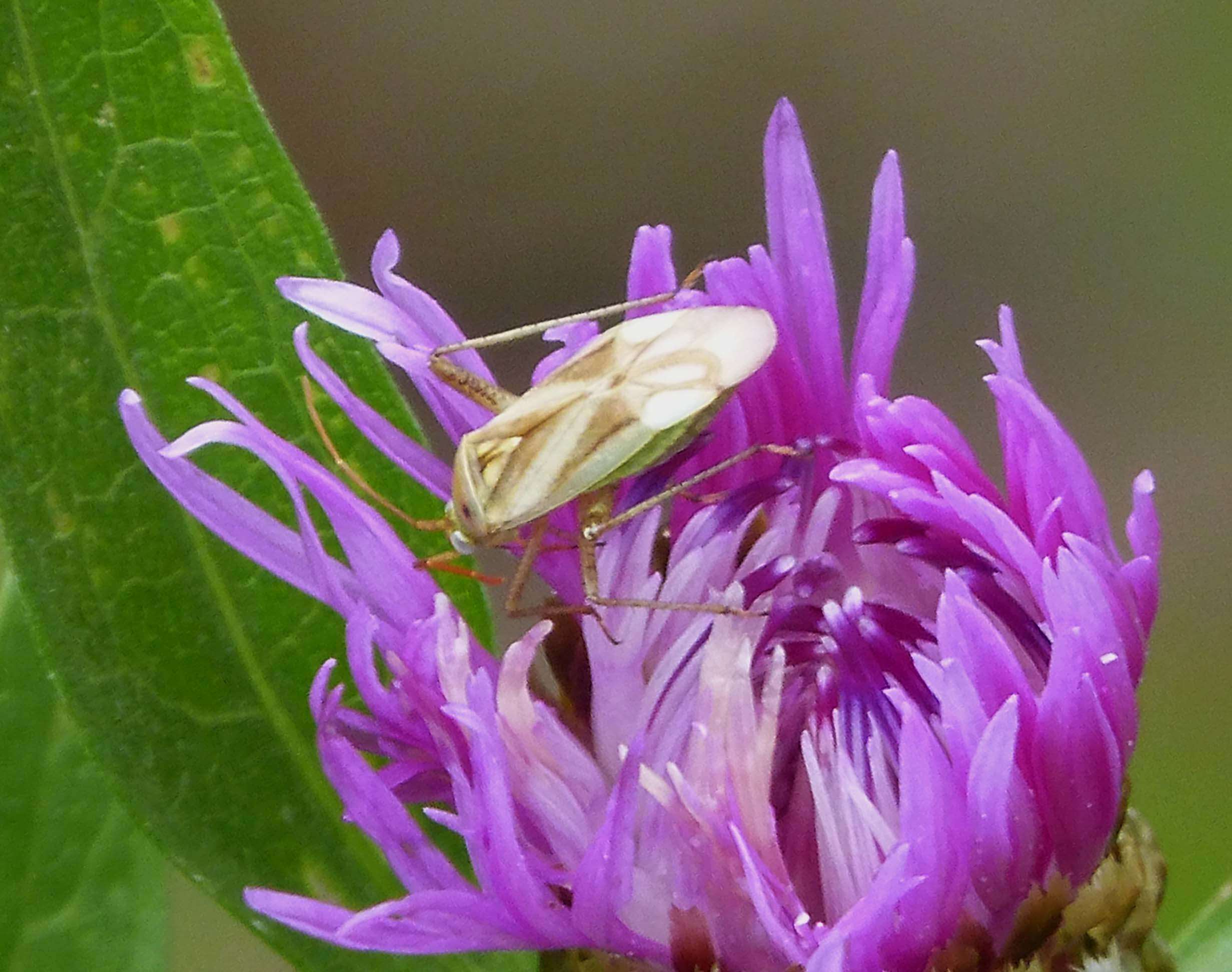 Image of Adelphocoris