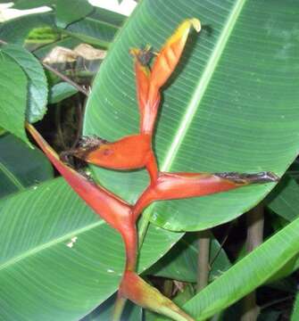 Image of Heliconia spathocircinata Aristeg.