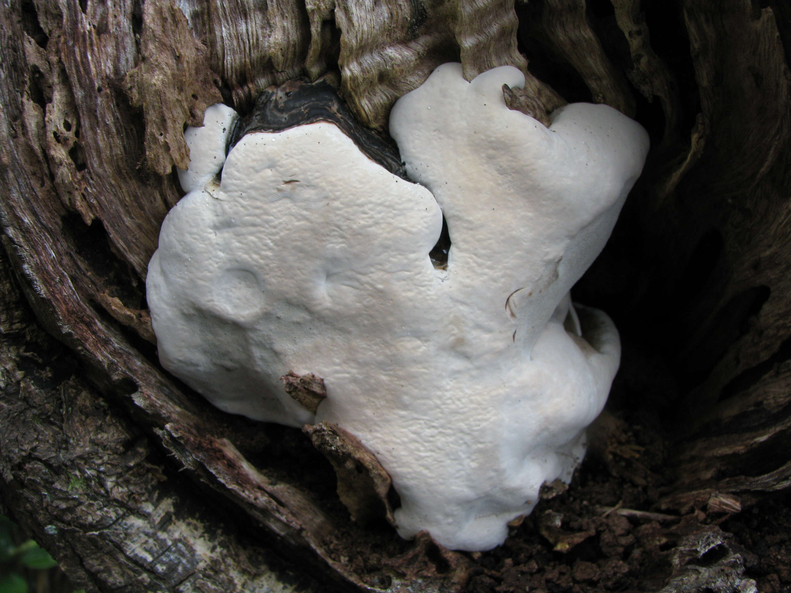 Image of Ganoderma