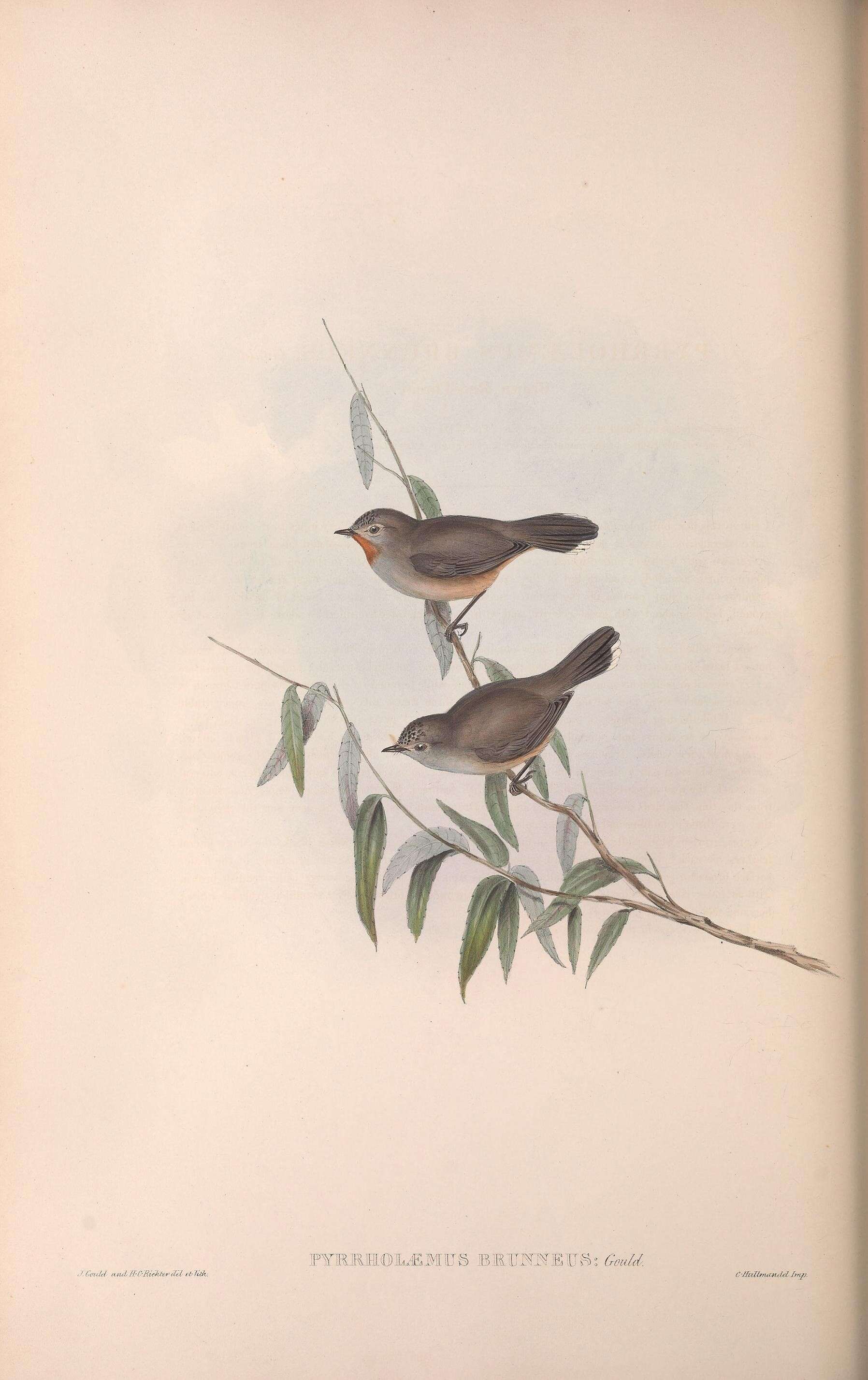 Image of Pyrrholaemus Gould 1841