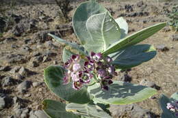 Image of calotropis