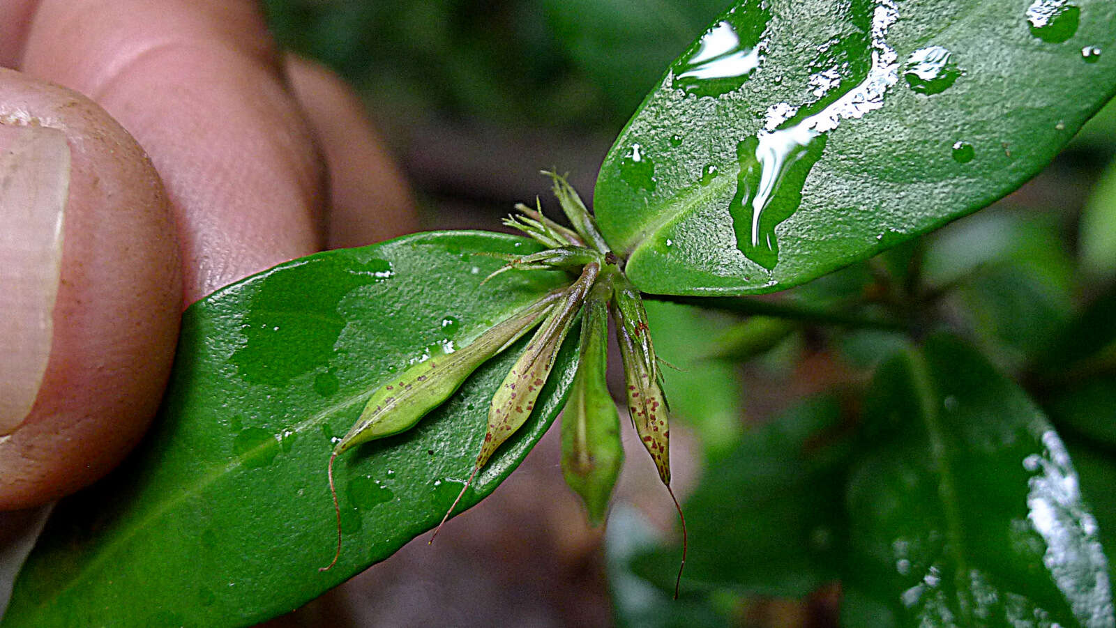 Herpetacanthus resmi