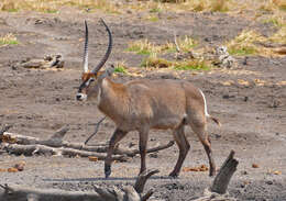 Image of Reduncinae