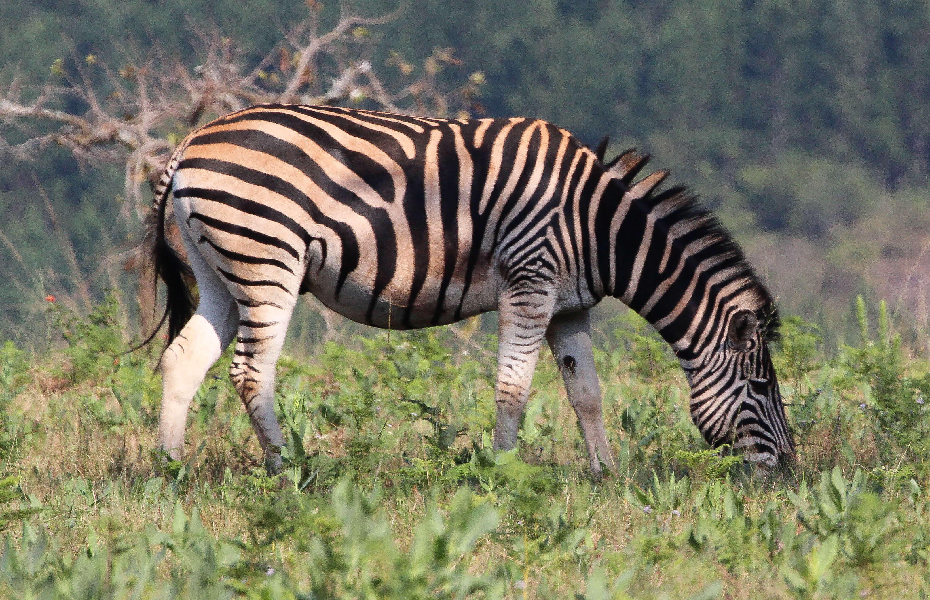 Image of Burchell's Zebra