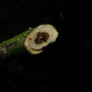 Image of Aspidosperma myristicifolium (Markgr.) Woodson