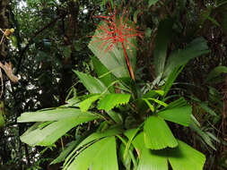 Reinhardtia latisecta (H. Wendl.) Burret的圖片