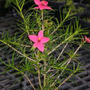 Image of Euphorbia podocarpifolia Urb.