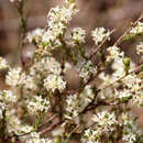 Image of Pimelea phylicoides Meissn.