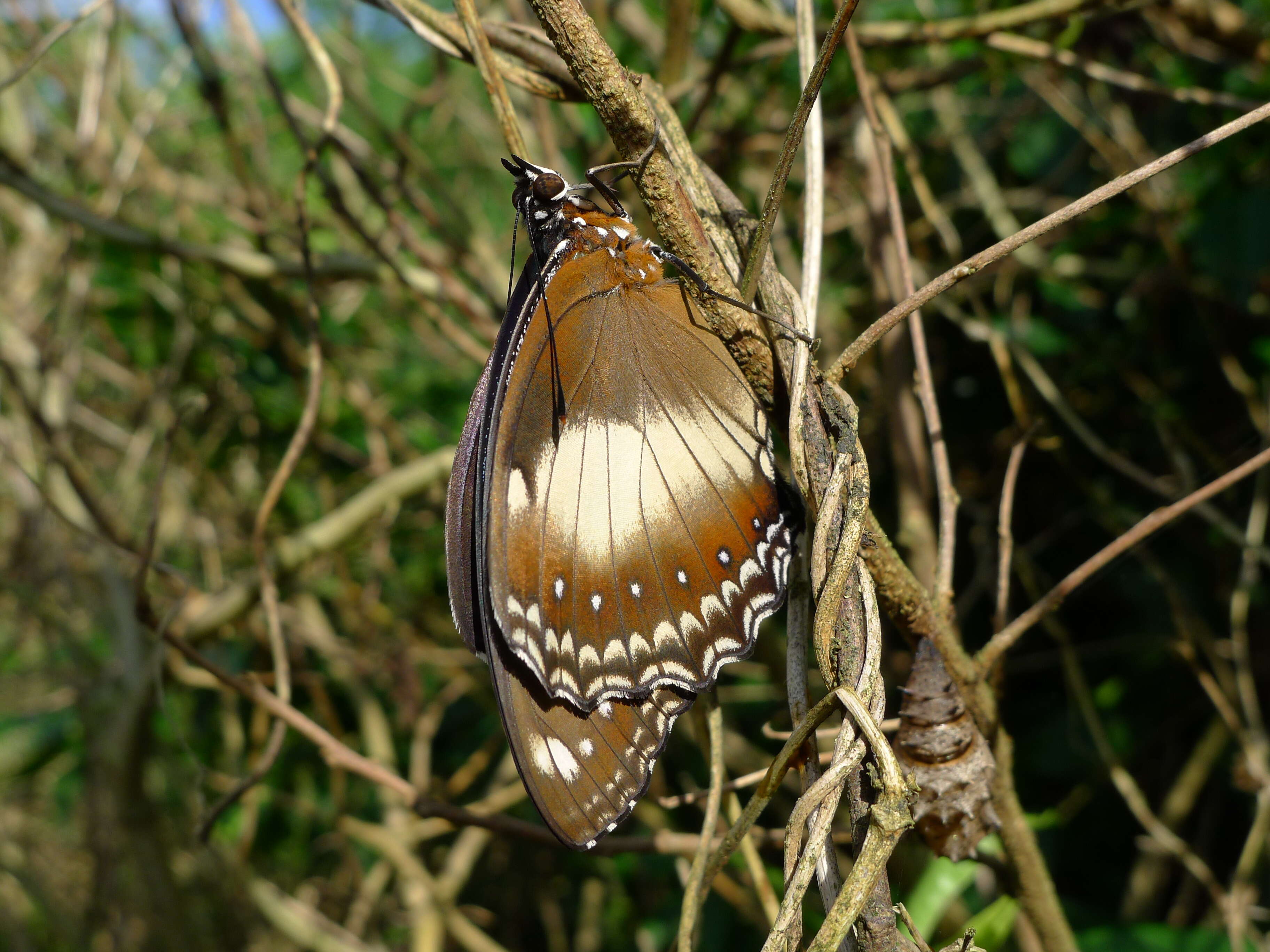 Imagem de Hypolimnas bolina Linnaeus 1758