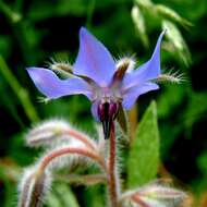 Image of borage