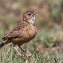 Image of Spike-heeled Lark