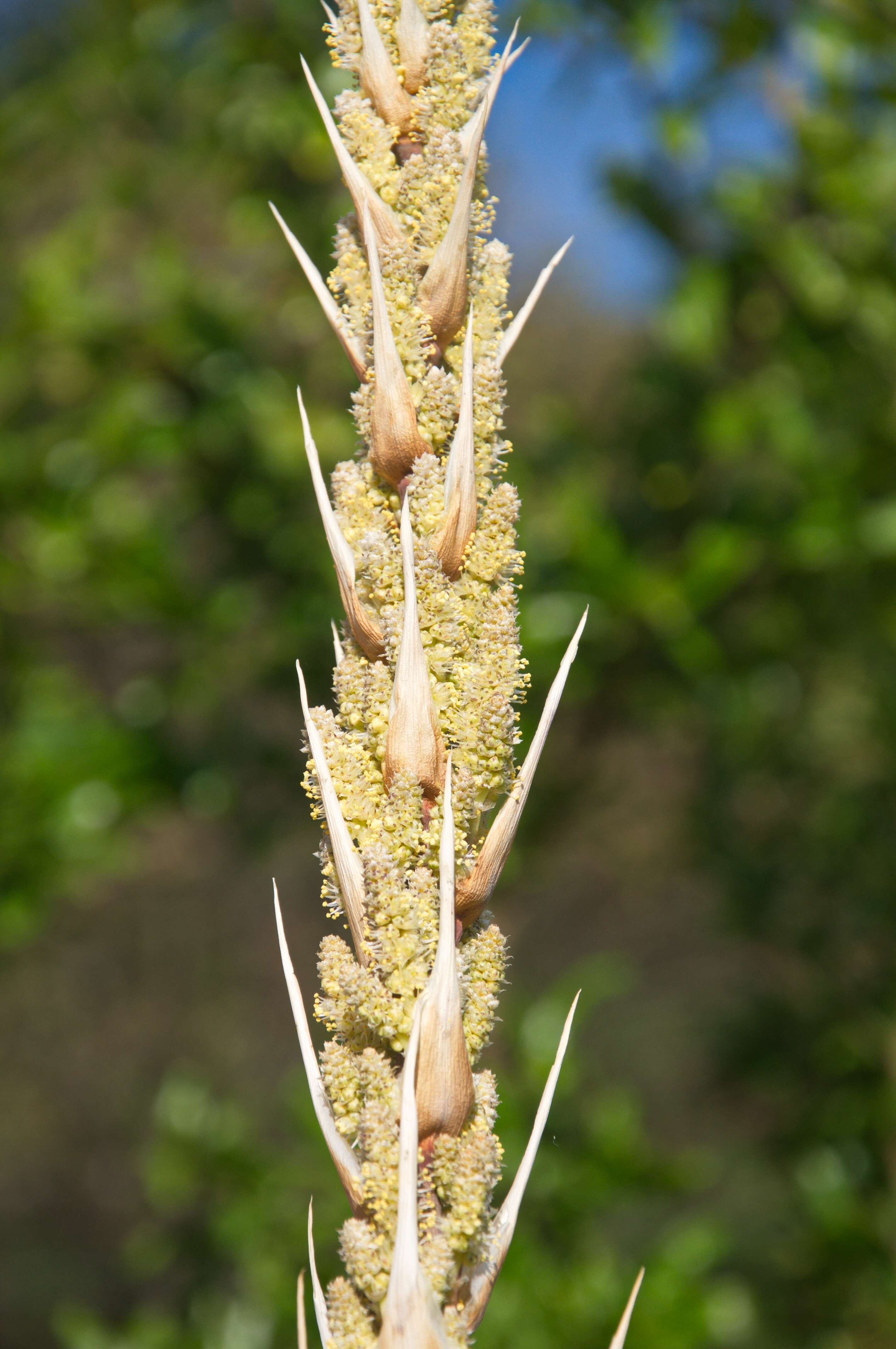 Image of sotol