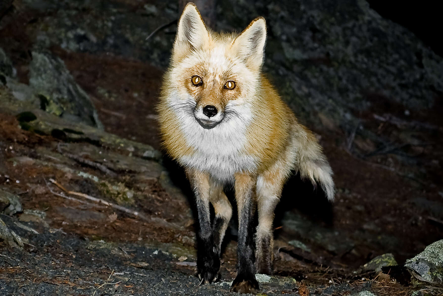 Image of Foxes