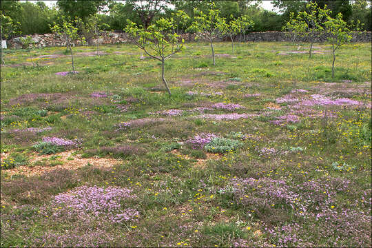 Image of Ranunculus chius DC.