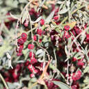 Image of Chenopodium nutans subsp. eremaeum (Paul G. Wilson) S. Fuentes & Borsch