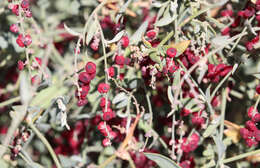 Image of Chenopodium nutans subsp. eremaeum (Paul G. Wilson) S. Fuentes & Borsch