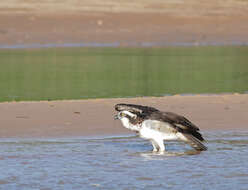 Image of Pandion haliaetus carolinensis (Gmelin & JF 1788)