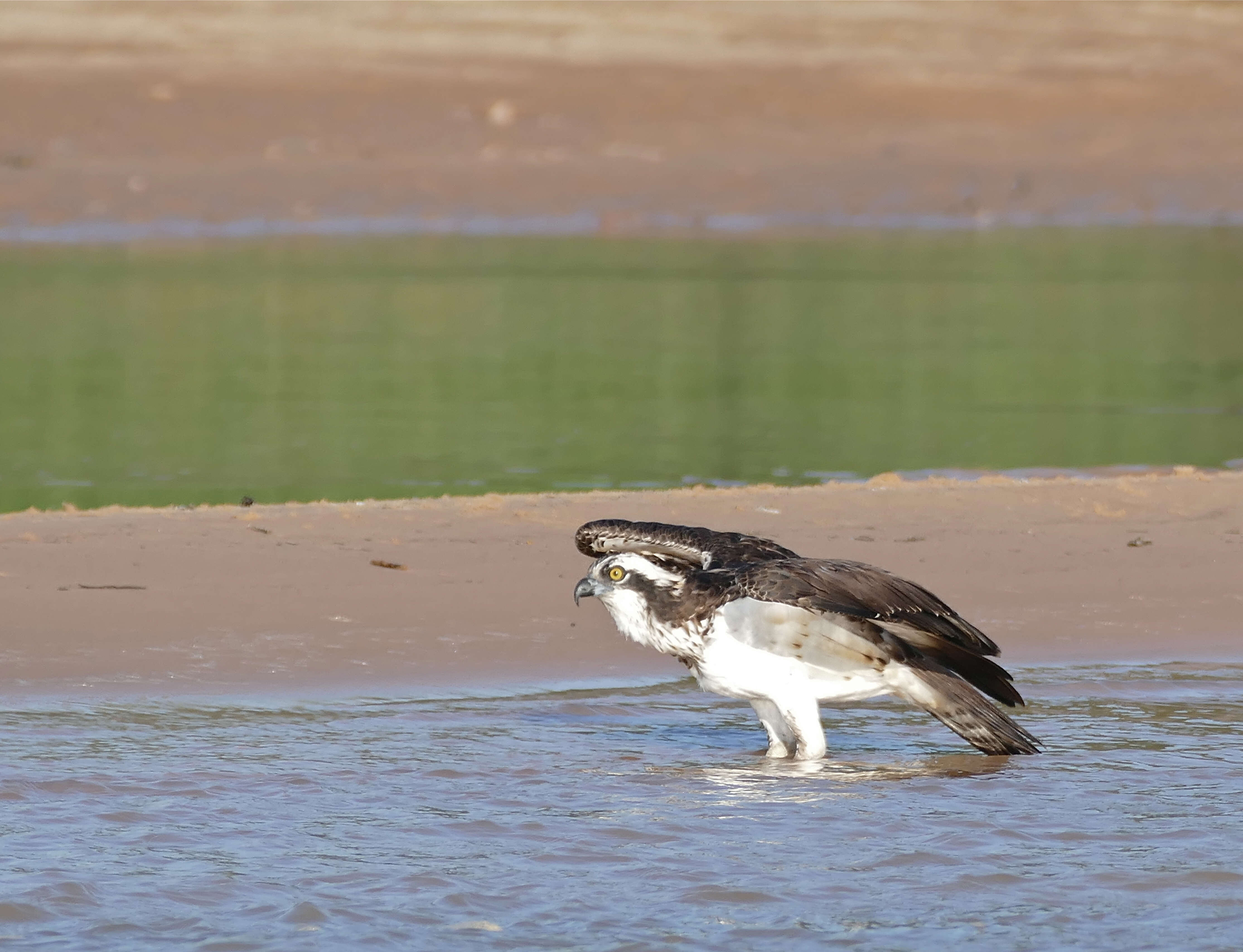 Image of Pandion haliaetus carolinensis (Gmelin & JF 1788)