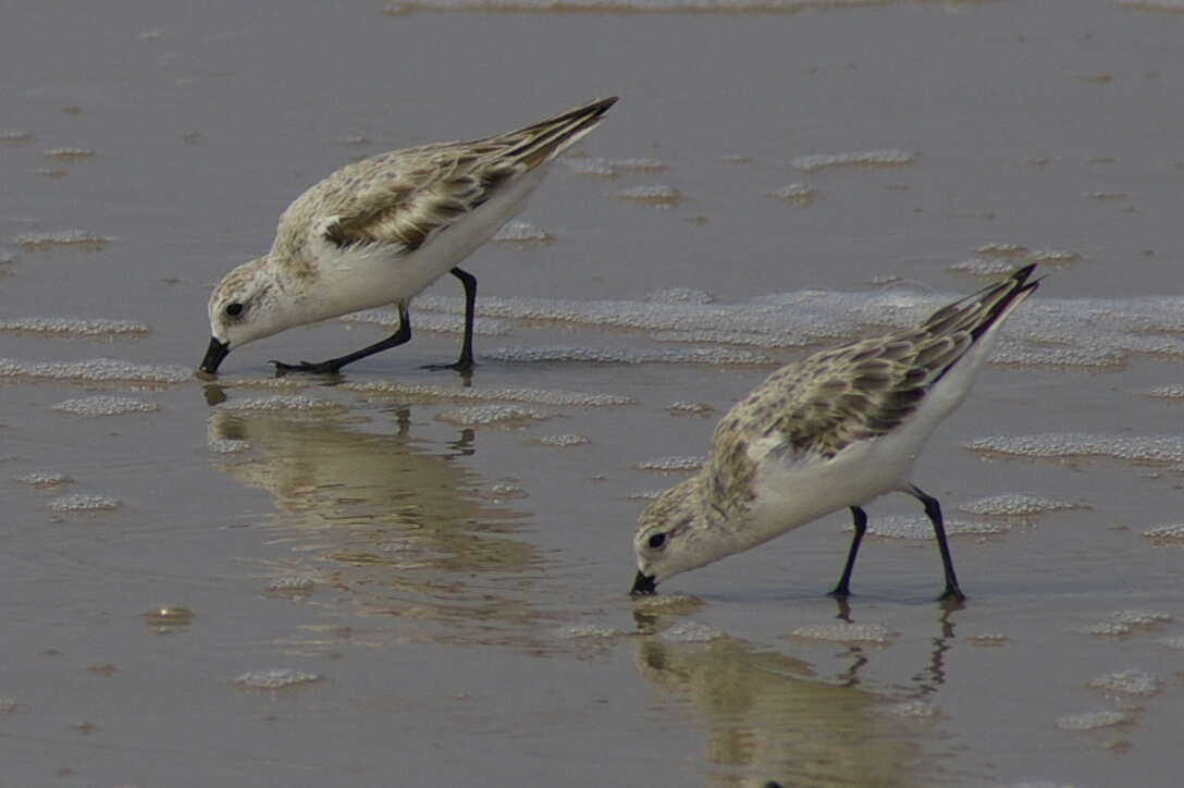 Image of Calidris Merrem 1804