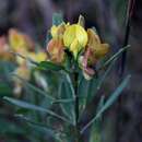 Image of Crotalaria unifoliolata Benth.