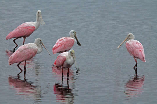 Image of Platalea Linnaeus 1758