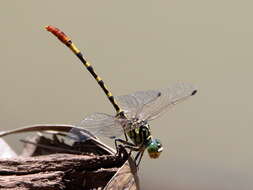 Image of Austroepigomphus turneri (Martin 1901)