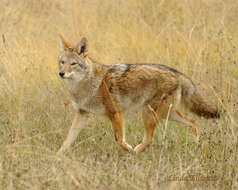 Image of coyote