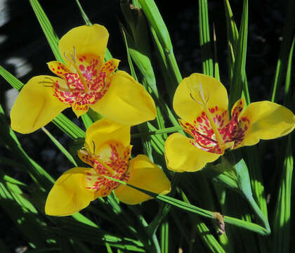 Image of Mexican Shellflower